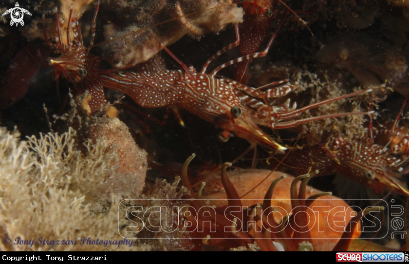 A Serrated Hinge-Back Shrimp
