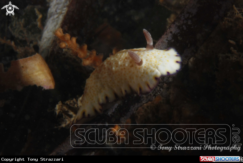 A Gold-Spotted Chromodoris