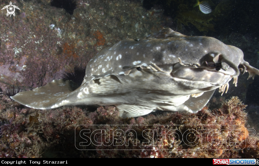 A Spotted wobbegong