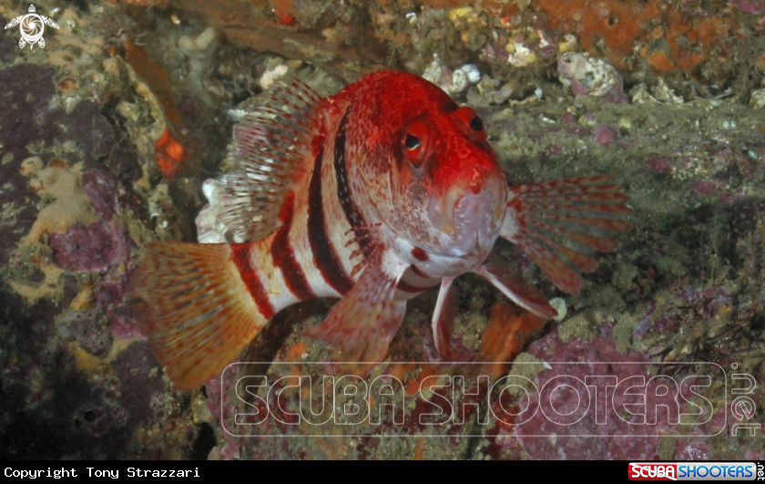 A Banded Seaperch