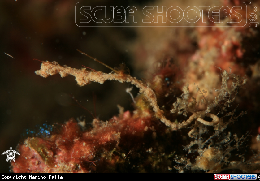 A Lembeh Sea Dragon