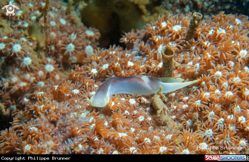 A Chelidonura amoena