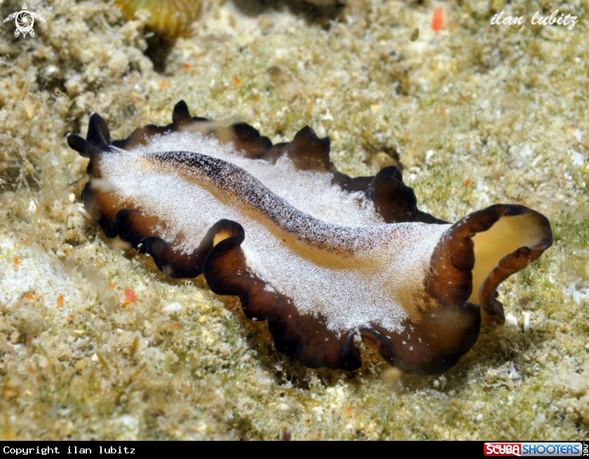 A flatworm