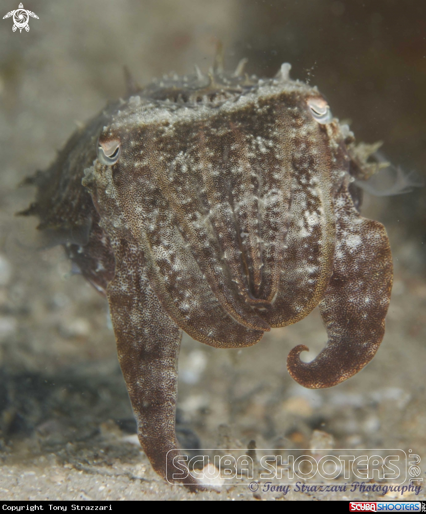 A Mourning cuttle