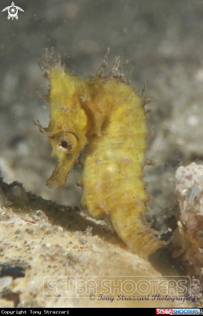 A White's seahorse