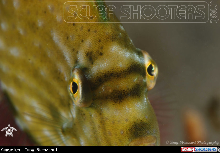 A Pygmy leatherjacket