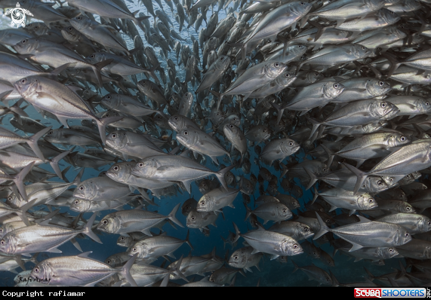 A Fish Group
