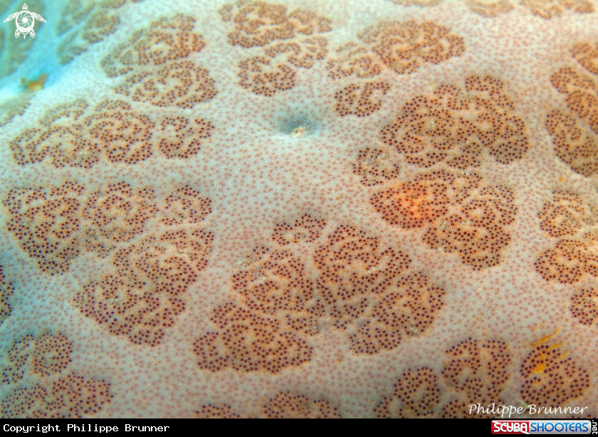 A Sea star