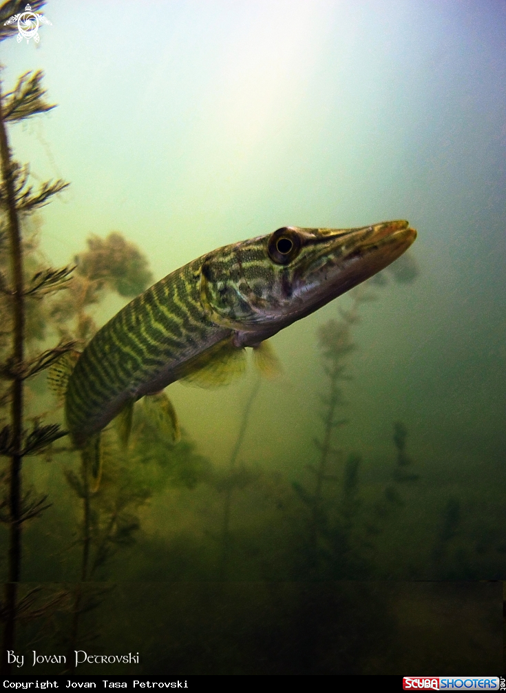 A Štuka / Pike