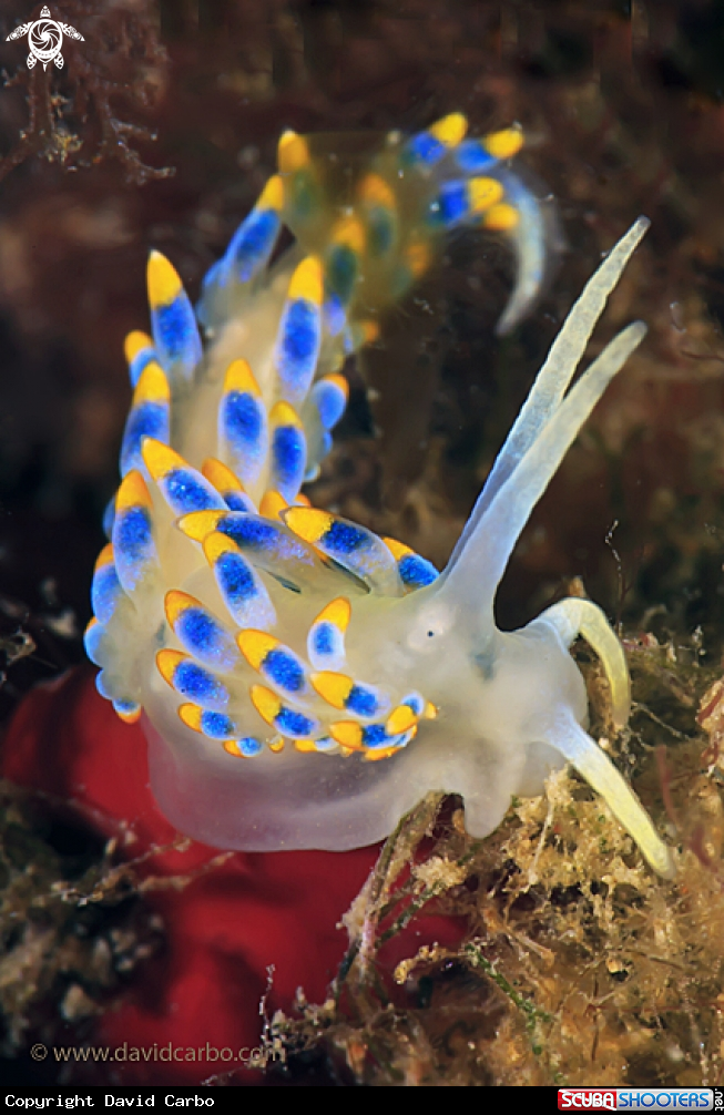 A Nudibranquio