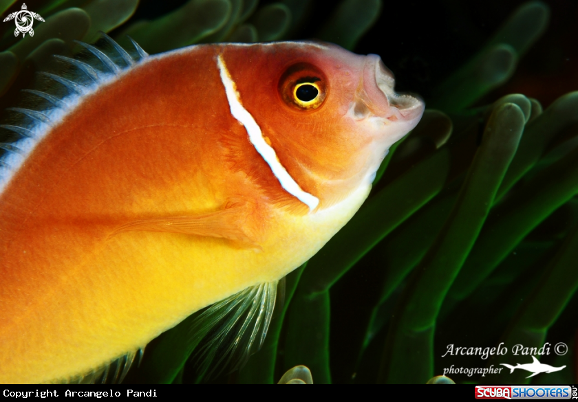 A Clownfish