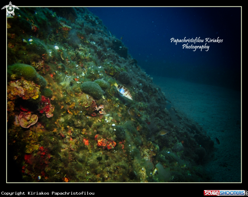 A Sithonia-Halkidiki-Greece