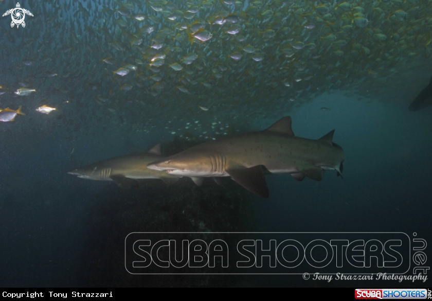 A Grey Nurse Shark (Sand Tiger, Ragged Tooth)