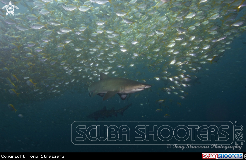 A Grey Nurse Shark (Sand Tiger, Ragged Tooth)