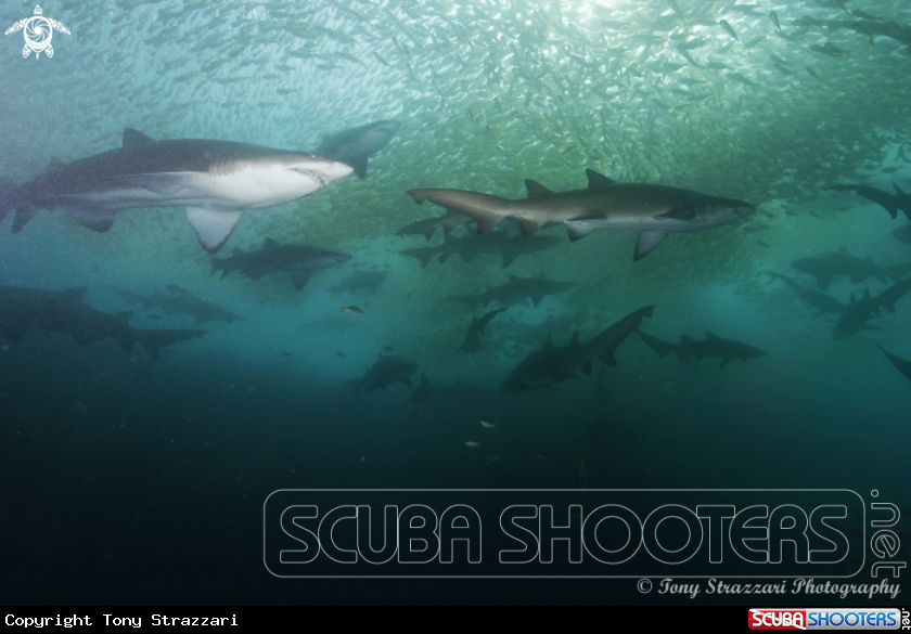 A Grey Nurse Shark (Sand Tiger, Ragged Tooth)