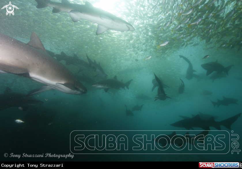 A Grey Nurse Shark (Sand Tiger, Ragged Tooth)
