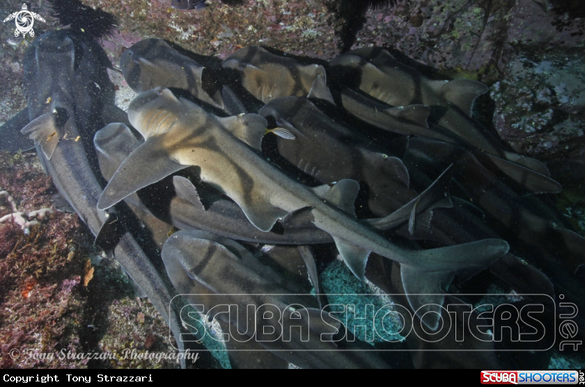 A Port Jackson Shark