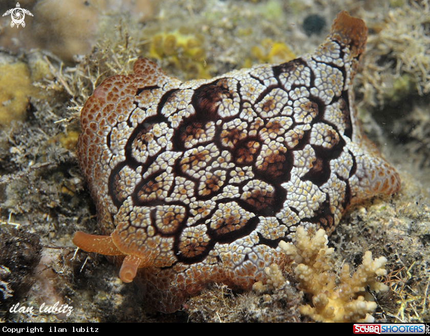 A sea slug