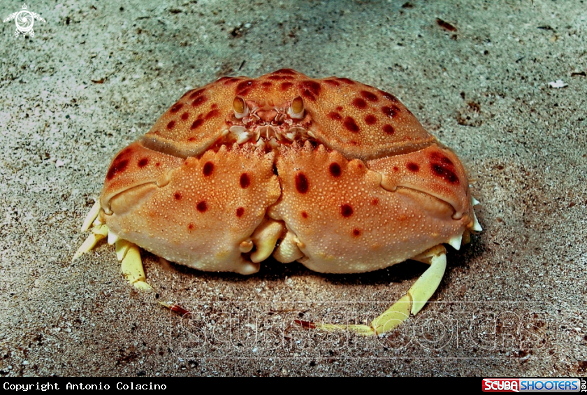 A Calappa