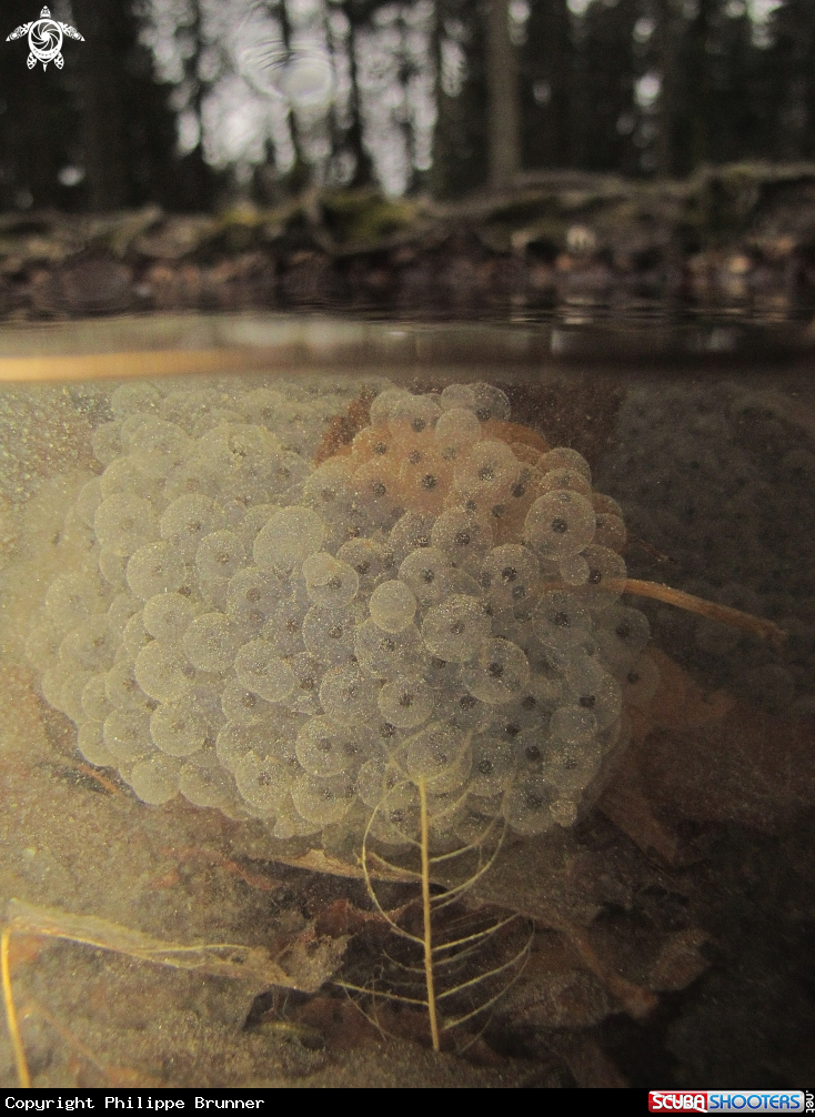A Frog eggs