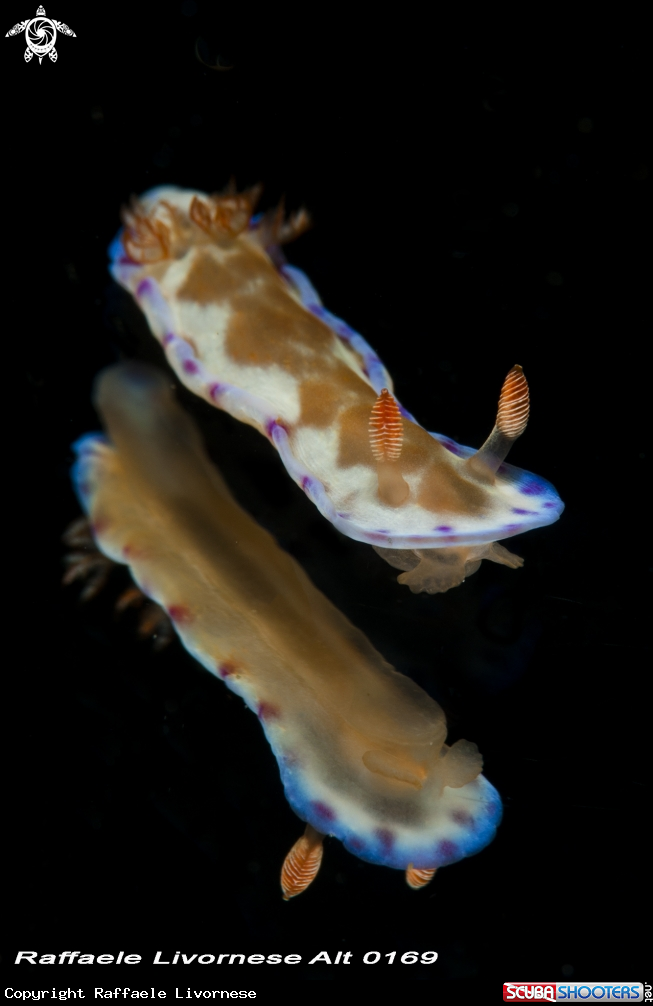 A juvenile spanish dancer