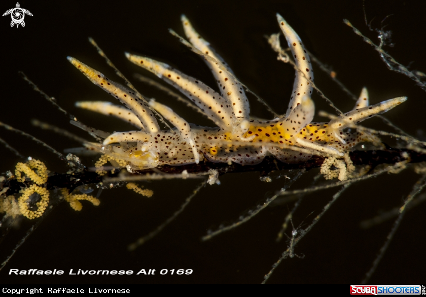 A  Eubranchus virginalis