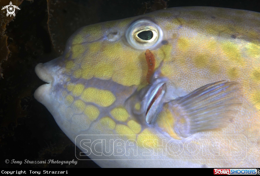 A Eastern smooth boxfish & cleaner clingerfish