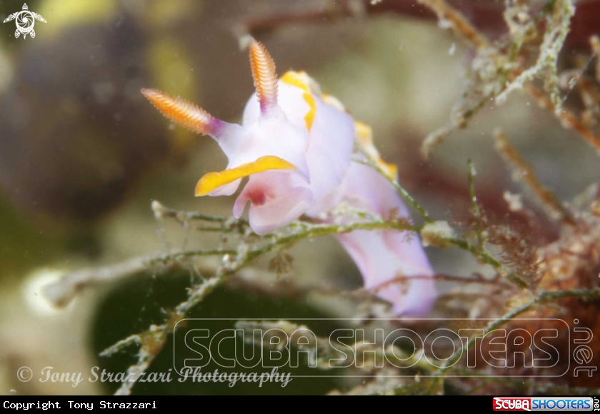 A Thorunna sp