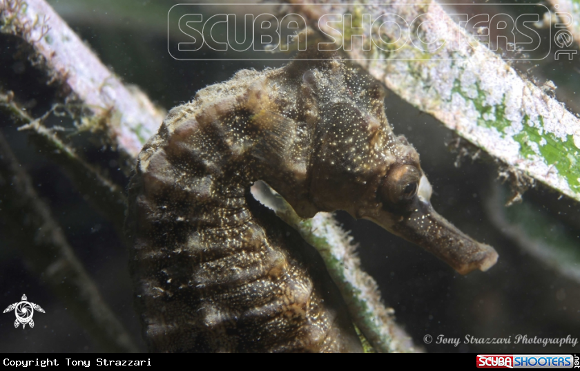 A White's seahorse