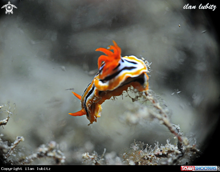 A Nudibranch