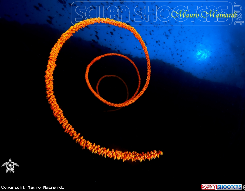 A underwater creature
