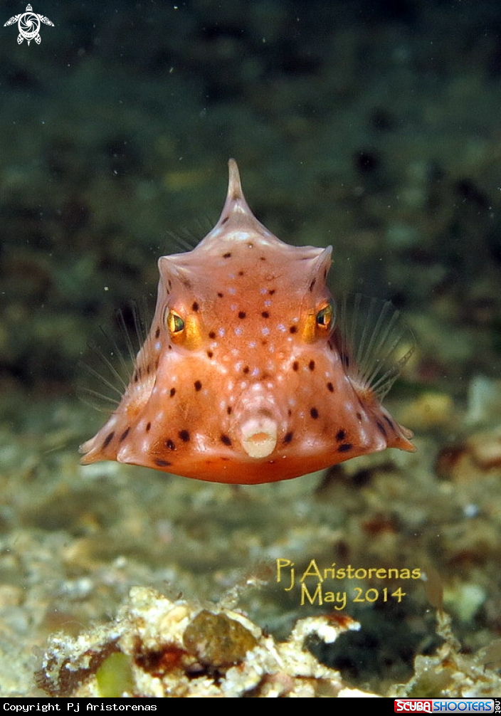 A Cow Fish