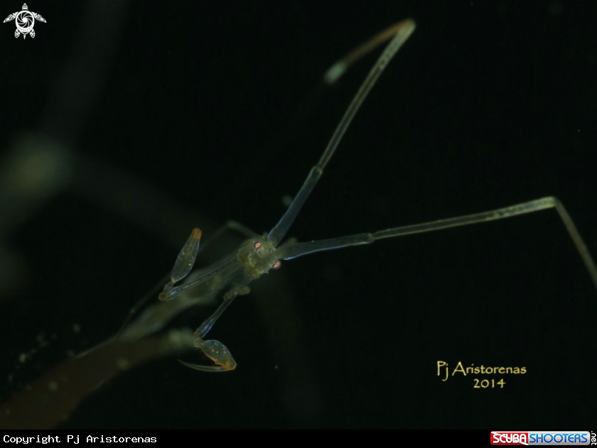 A Skeleton Shrimp