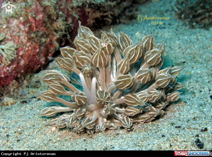 A Rudmani's Phyllodesmium