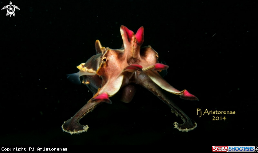 A Flamboyant Cuttlefish