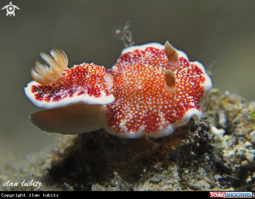 A Nudibranch