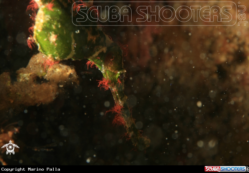 A Halimeda ghost pipefish