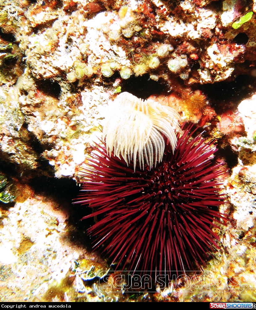 A Protula ciuffo bianco con riccio femmina