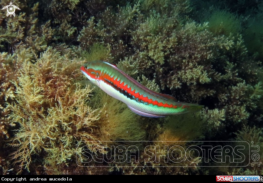 A donzella maschio