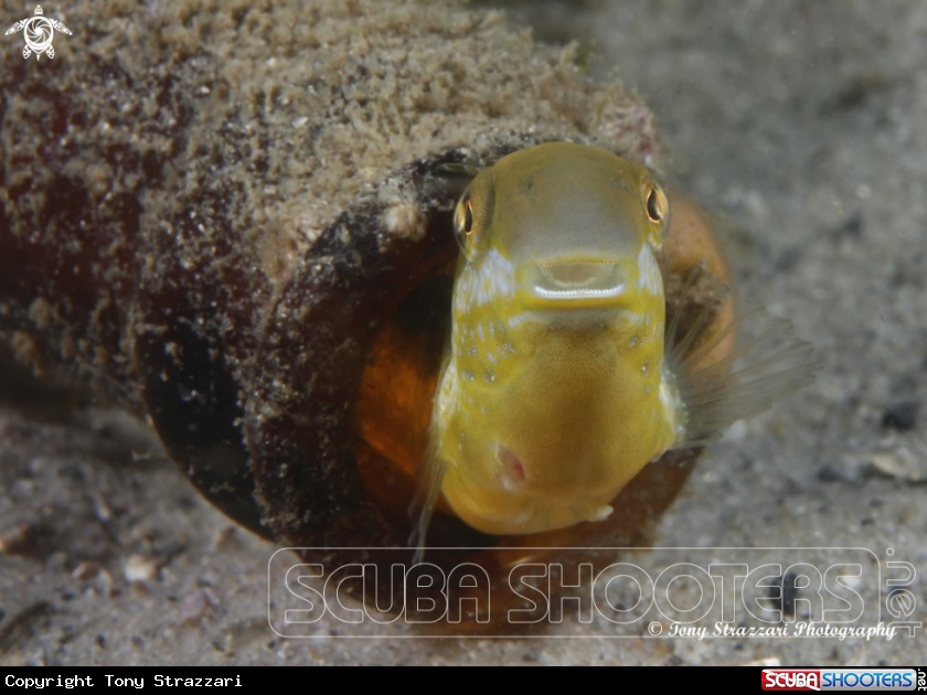 A Hit & Run Fang Blenny