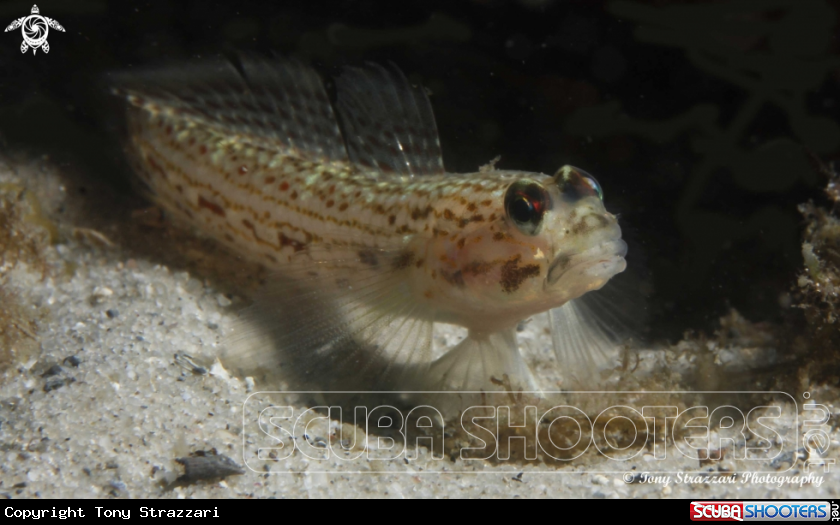 A Rotund Oyster Blenny
