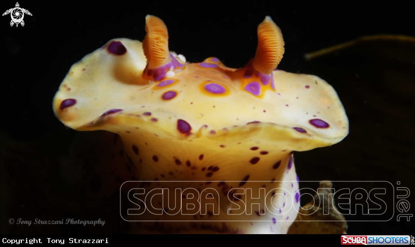 A Short-Tailed Ceratosoma