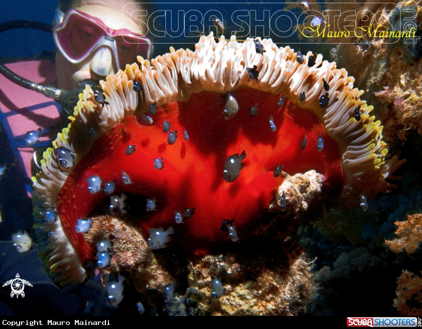 A underwater creature