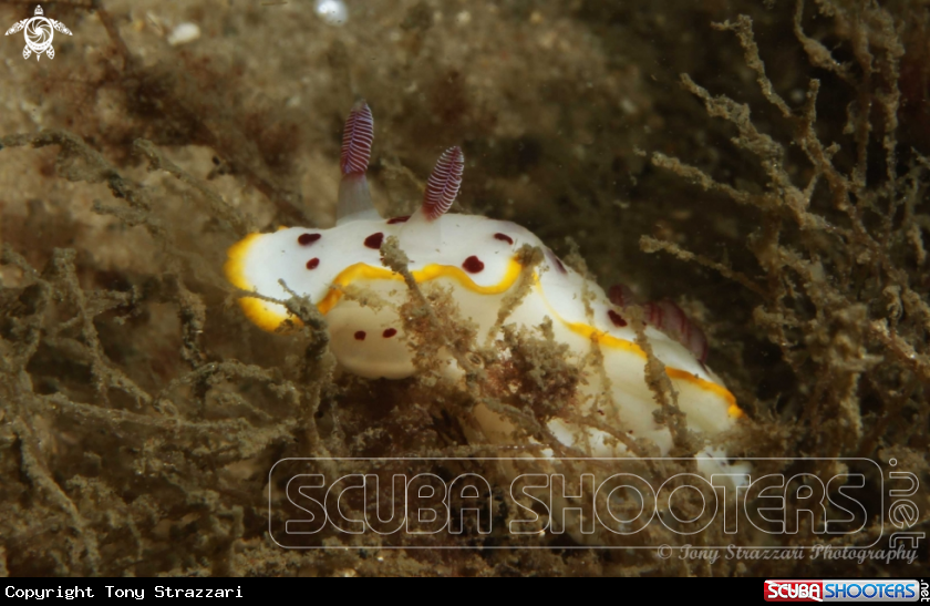 A Splendid Chromodoris