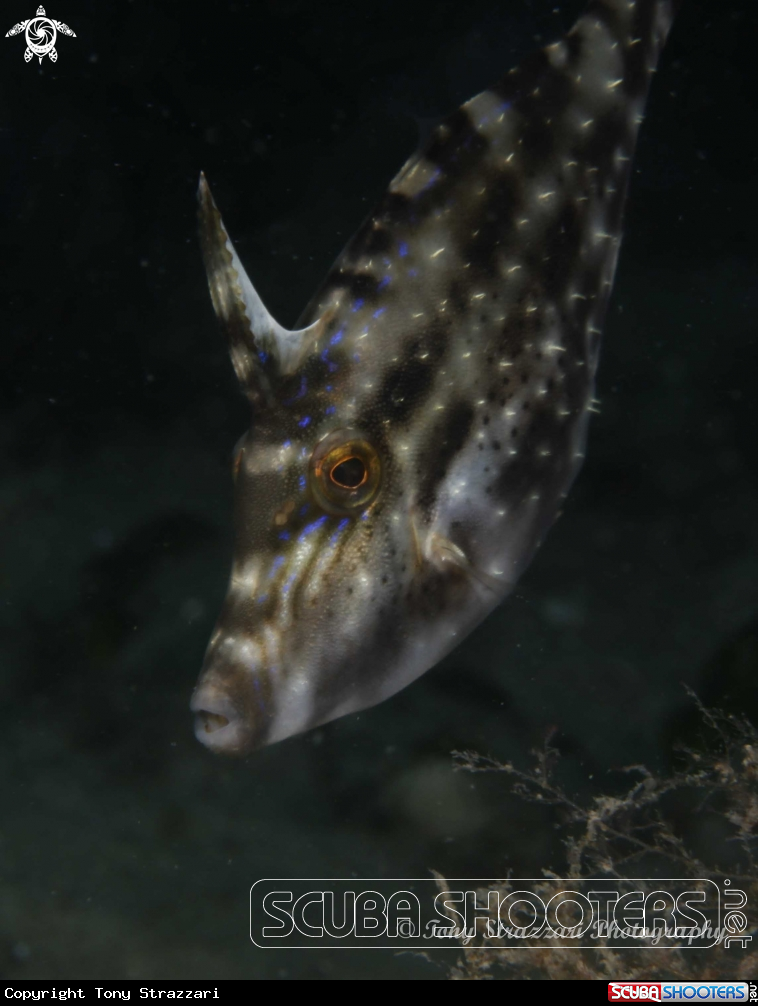 A Rough Leatherjacket
