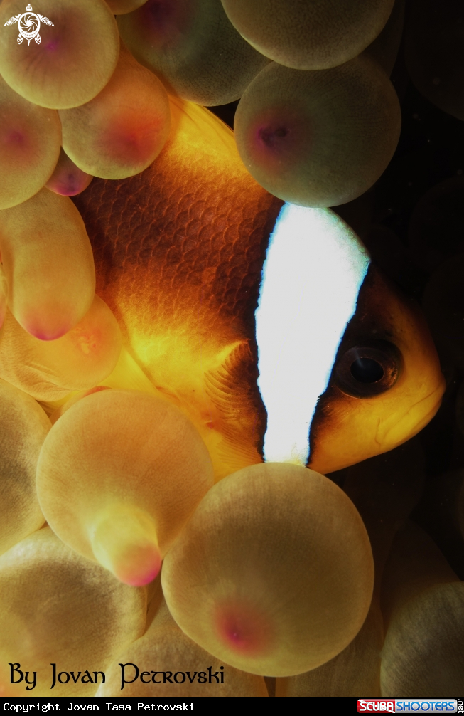 A  Nemo / Riba Klovn / Clown fish.
