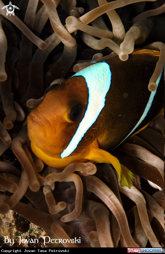 A  Nemo / Riba Klovn / Clown fish.