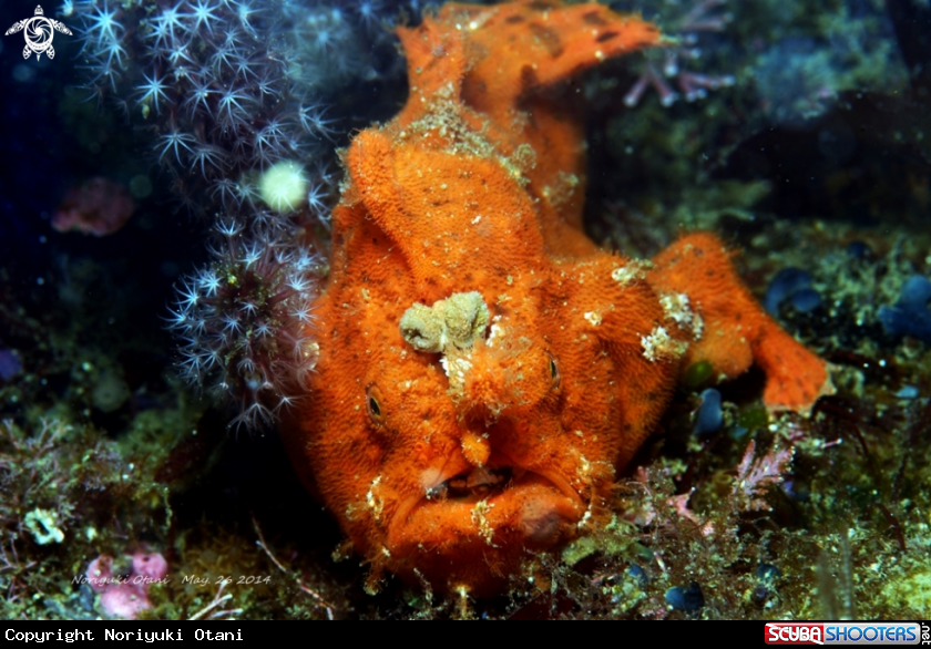 A frogfish