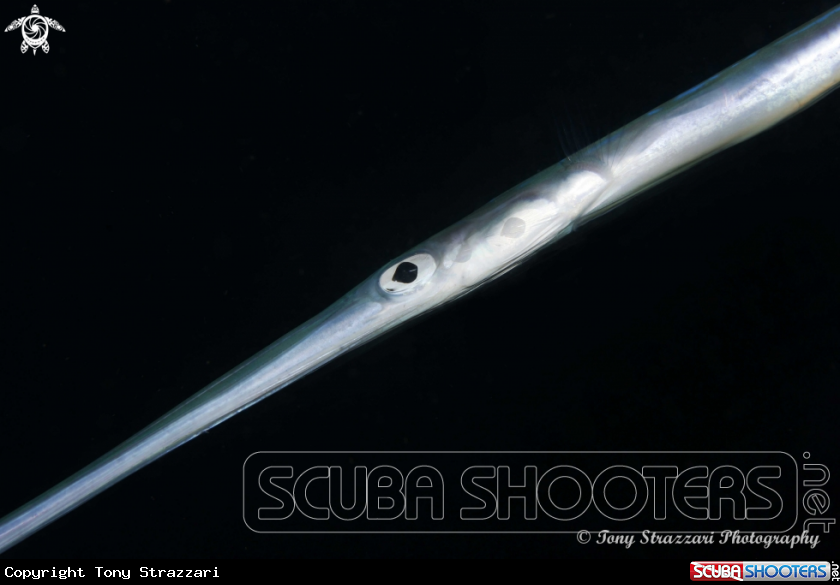 A Flutemouth