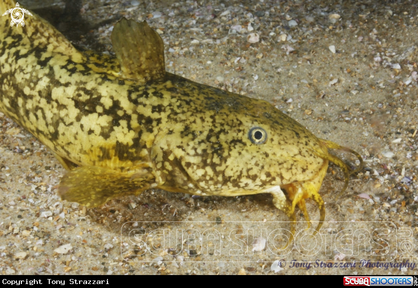 A Estuarine catfish
